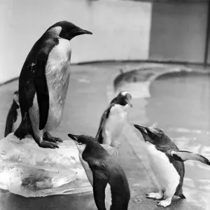 The first Emperor Penguin at London Zoo. 31st March 1950