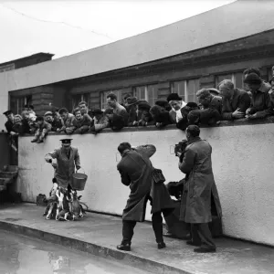 The first Emperor Penguin at London Zoo. 31st March 1950