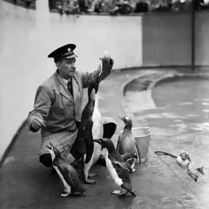 The first Emperor Penguin at London Zoo. 31st March 1950