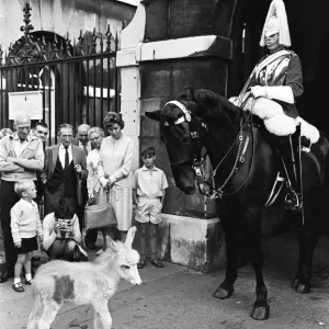 Wellington Barracks Donkeys with Life Guards Horses Print 1966 Wellington Barracks Donkeys with Life Guards Horses Print 1966