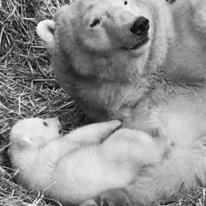 For the first time, Paddiwack the polar bear cub born to Sam For the first time, Paddiwack the polar bear cub born to Sam