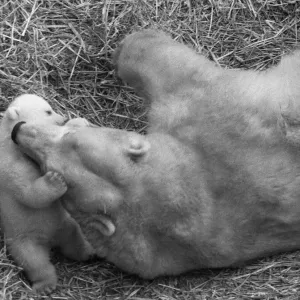 For the first time, Paddiwack the polar bear cub born to Sam For the first time, Paddiwack the polar bear cub born to Sam