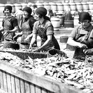 Fishergirls on the North Shields Fish Quay hard at work in 1931