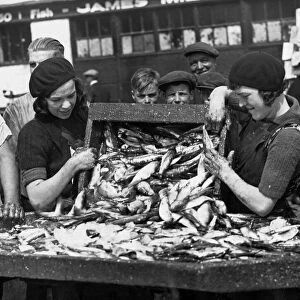Fishergirls preparing herrings for salting at North Shields Fish Quay to-day