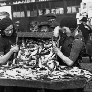 Les filles de pêche préparent des harengs pour le salage au quai des poissons de North Shields aujourd'hui.