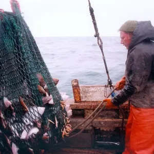 A fisherman brings in his net with a fair sized catch in 1996 A fisherman brings in his net with a fair sized catch in 1996