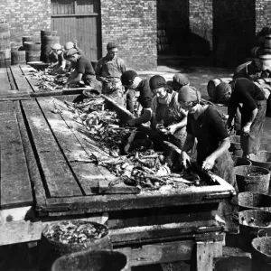 Fishing boom continues - Scottish fisher girls busy at North Shields Fish Quay Fishing boom continues - Scottish fisher girls busy at North Shields Fish Quay