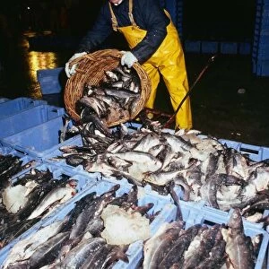 Fishing Industry fisherman wearing yellow overalls April 1989 emptying basket of fish
