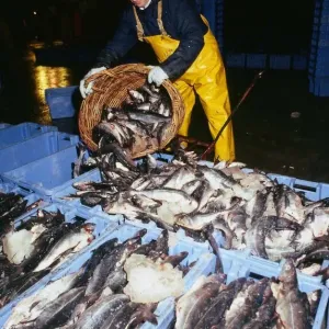 Fishing Industry fisherman wearing yellow overalls April 1989 emptying basket of fish