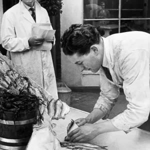A Fishmonger seen laying out the days fish in appetising arrangements at Shepherds Market