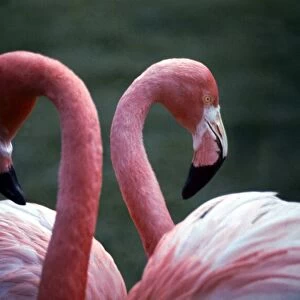 Flamingoes at Western Underwood Zoo December 1979