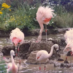 Flamingos building nests and looking after their chicks Flamingos building nests and looking after their chicks