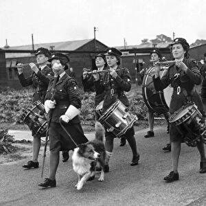 Flight Sergeant Wimpy is the Welsh Collie mascot of the WaF band at a RAF station in