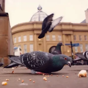 A flock of Pigeons feeding A flock of Pigeons feeding