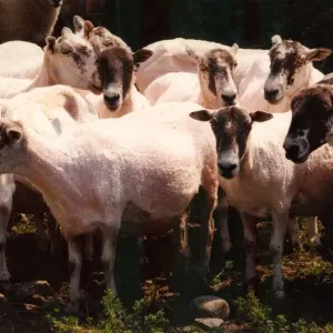 A flock of sheep that have just been shorn