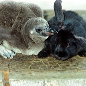 Flopsy the bunny is foster mother to Beaky the baby penguin whispering into