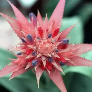 Flower, Aechmea Fasciata Flower, Aechmea Fasciata