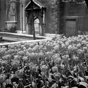 Flowers growing amongst the bomb damaged St Brides Church in Fleet Street, London