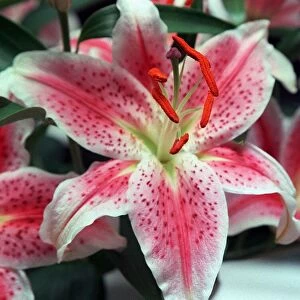 Flowers Lily Oriental Lily