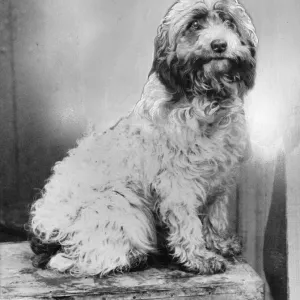 Print of Fluffy, the dog guarding a young boy