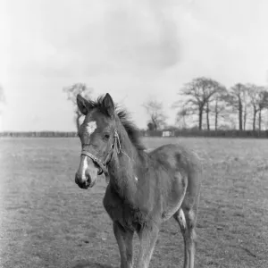 Foal at the Eve Stud Print, Newmarket Foal at the Eve Stud Print, Newmarket