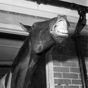 Foinavon 1967 Grand National winner, seems to have something to laugh about. Y14