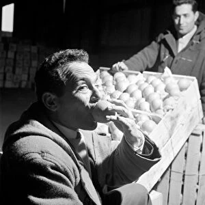 Food: Fruit: Oranges: Orange testers at Surrey Docks. March 1958 A658-003