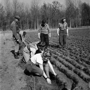 Forestry Commission Workers planting a new forest at Theford Chase in Norfolk