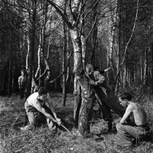Forestry Commission Workers planting a new forest at Thetford Chase in Norfolk