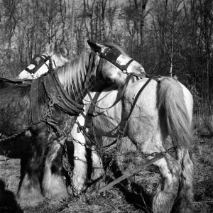 Two Forestry Commisson Ponies take a break from hauling logs. January 1949 O11276
