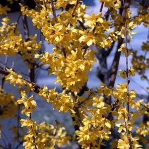 Forsythia Tree Forsythia Tree