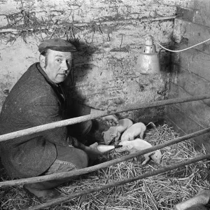 1975 Print of Foster Mother Piglets