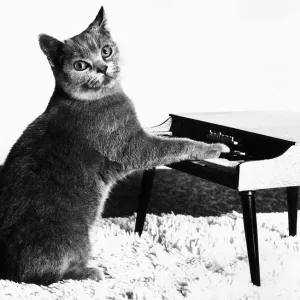 Fred the Cat playing toy piano 1984 Fred the Cat playing toy piano 1984
