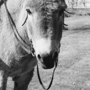 Freda the donkey Freda the donkey