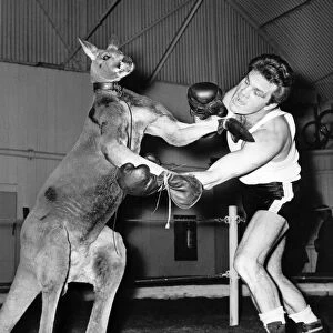 Freddie Mills sparring with George the kangaroo. November 1962