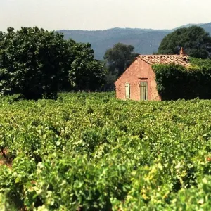 The Frejeius vineyards in Southern France The Frejeius vineyards in Southern France
