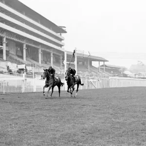 French horse Sea Bird II in training the day before the Epsom Derby horse race French horse Sea Bird II in training the day before the Epsom Derby horse race