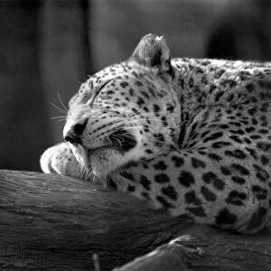 Fritz the Leopard dozes at London Zoo. Circa 1980
