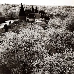 Fruit Blossom in Kent, Britain - Seasons - Spring trees house