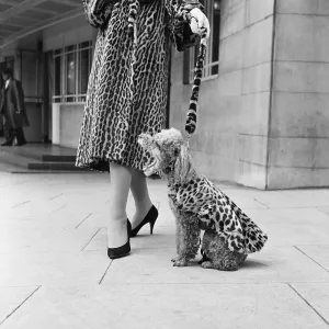 Fur coats for dogs. A doodle wearing a leopard print fur coat September 1957 Fur coats for dogs. A doodle wearing a leopard print fur coat September 1957