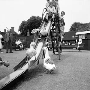 Geese playing on the slide at Chessington Zoo. July 1953 D3479