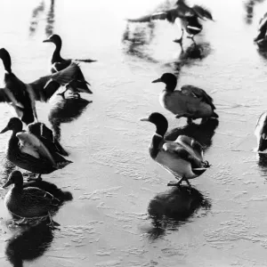 These geese are trying to master the art of taking off and landing on ice These geese are trying to master the art of taking off and landing on ice