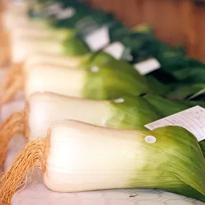 A general picture of gigantic prize winning leeks in September 1997