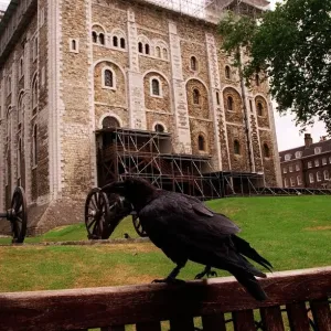 General view of the Tower of London and a Raven General view of the Tower of London and a Raven