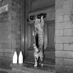 George the Cat - knocking on the door December 1951