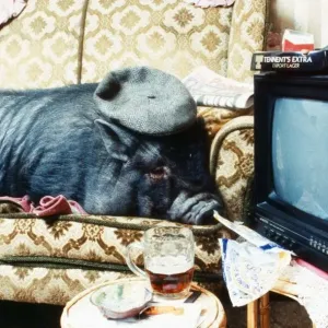 Georgie Porgie the pet pig relaxes in front of the Television December 1994