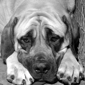 Gerald the Great Dane seen here looking tired and emotional after losing in the village Gerald the Great Dane seen here looking tired and emotional after losing in the village