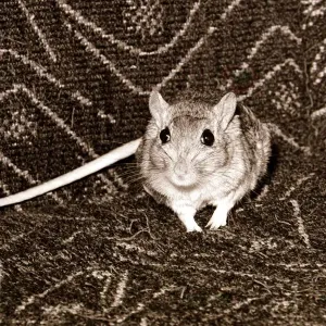 Gerbil facing camera September 1966 A&copy;Mirrorpix