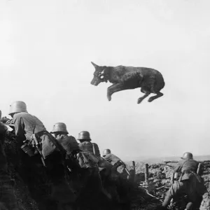 German dispatch dog seen here taking messages to the front line during the German advance German dispatch dog seen here taking messages to the front line during the German advance