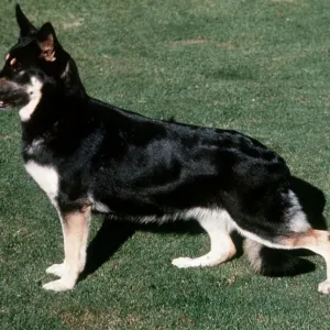 German Shepherd German Shepherd